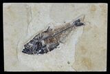 Fossil Fish (Diplomystus) - Green River Formation #115570-1